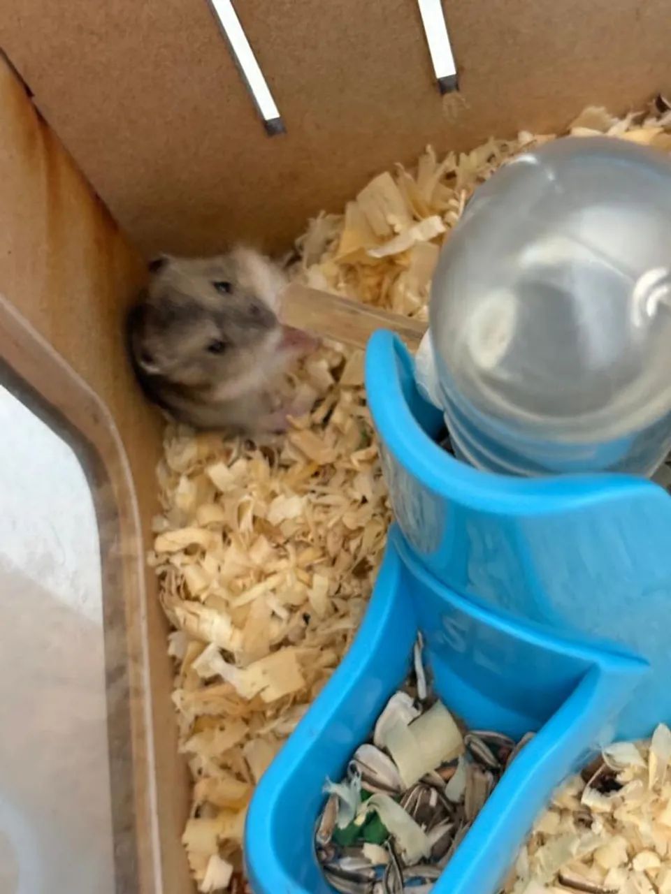 Doação hamster anão russo64650777755905122