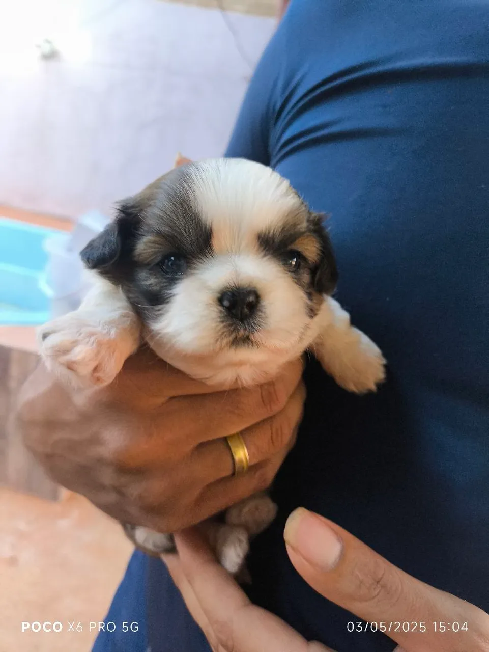 Filhote Shih Tzu