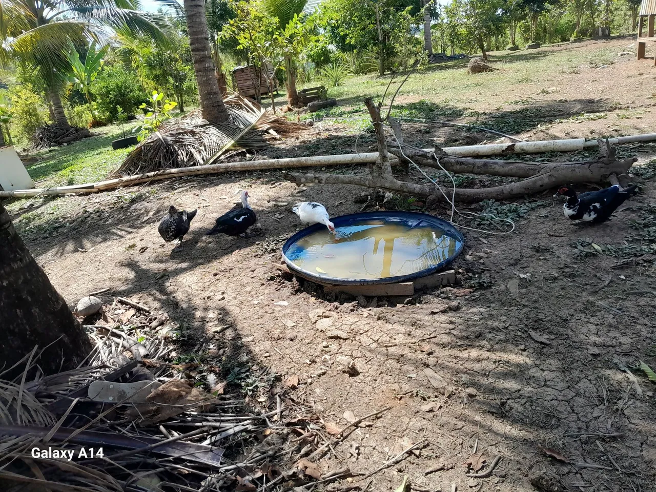 Chacara a venda ou troca em casa