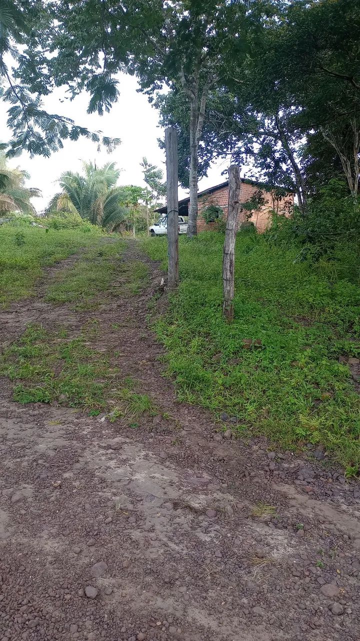 Fazenda 300 Ha Toda Fértil Acesso Asfalto 