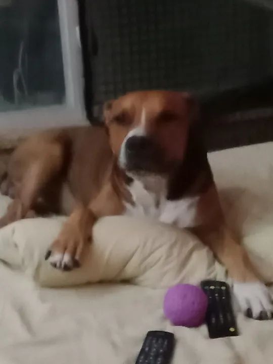 Pitbull american terrier para cobertura - Foto 2