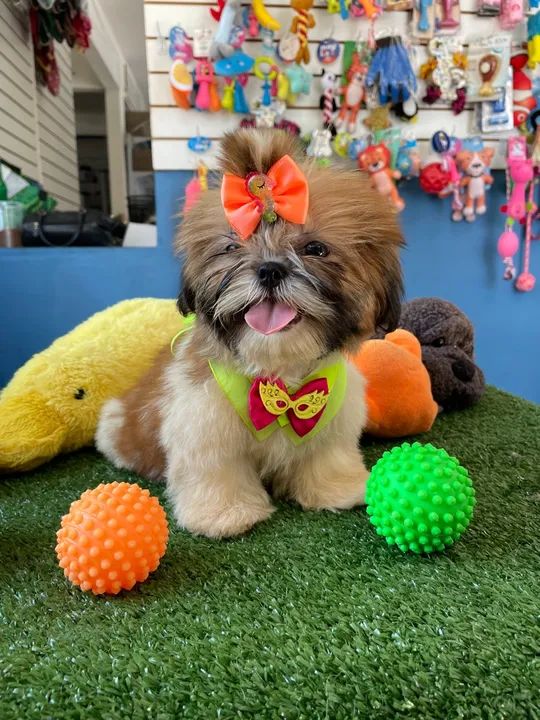 Mini shih tzu fêmea 68  dias  $1.800,00 - Foto 2