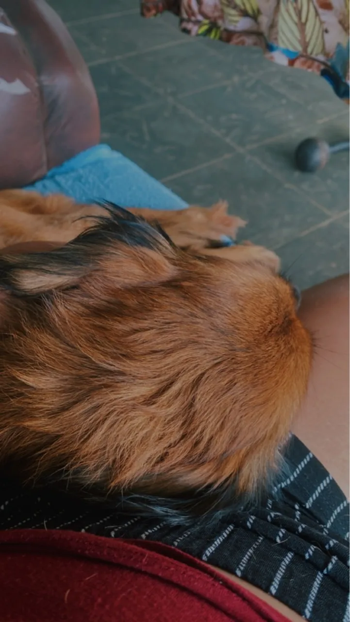 Cãozinho de estimação