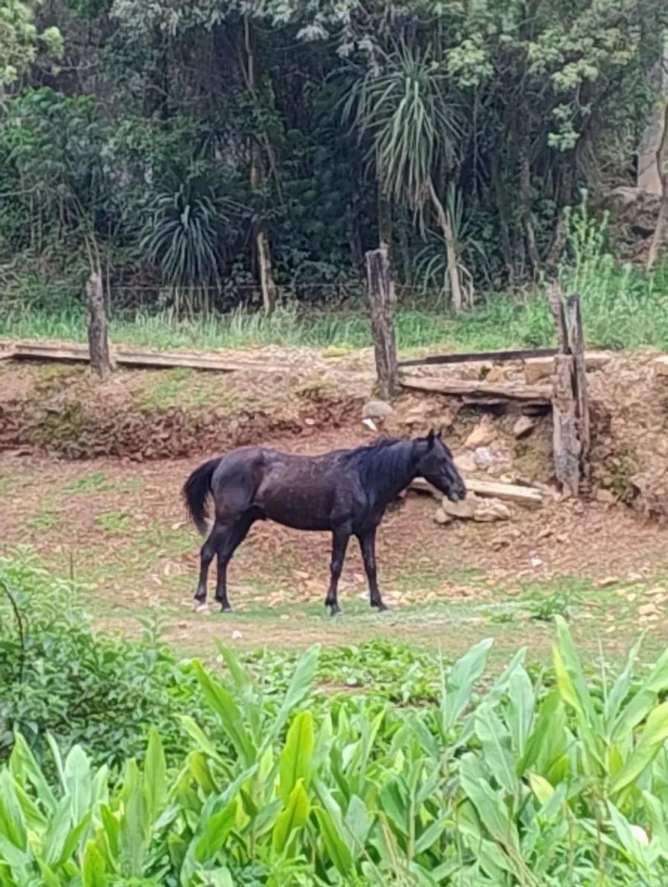 Cavalo preto famoso mico ta po brik