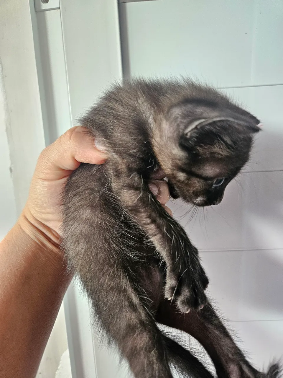 Filhotes de Gatinhos para Adoção