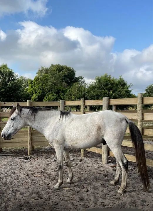 Potro Mangalarga Marchador - Foto 3