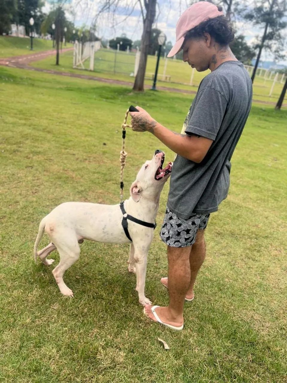 Dogo argentino (LEIA A DESCRIÇÃO)