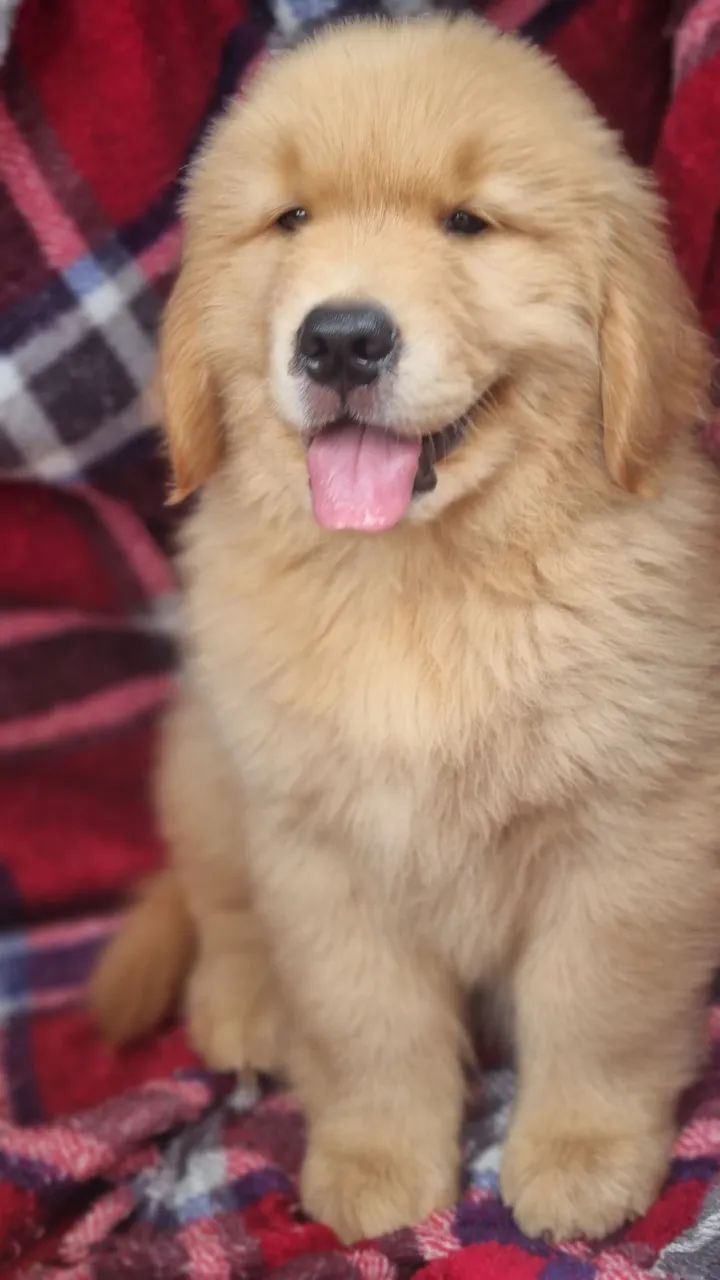 Filhote de Golden Retriever CBKC