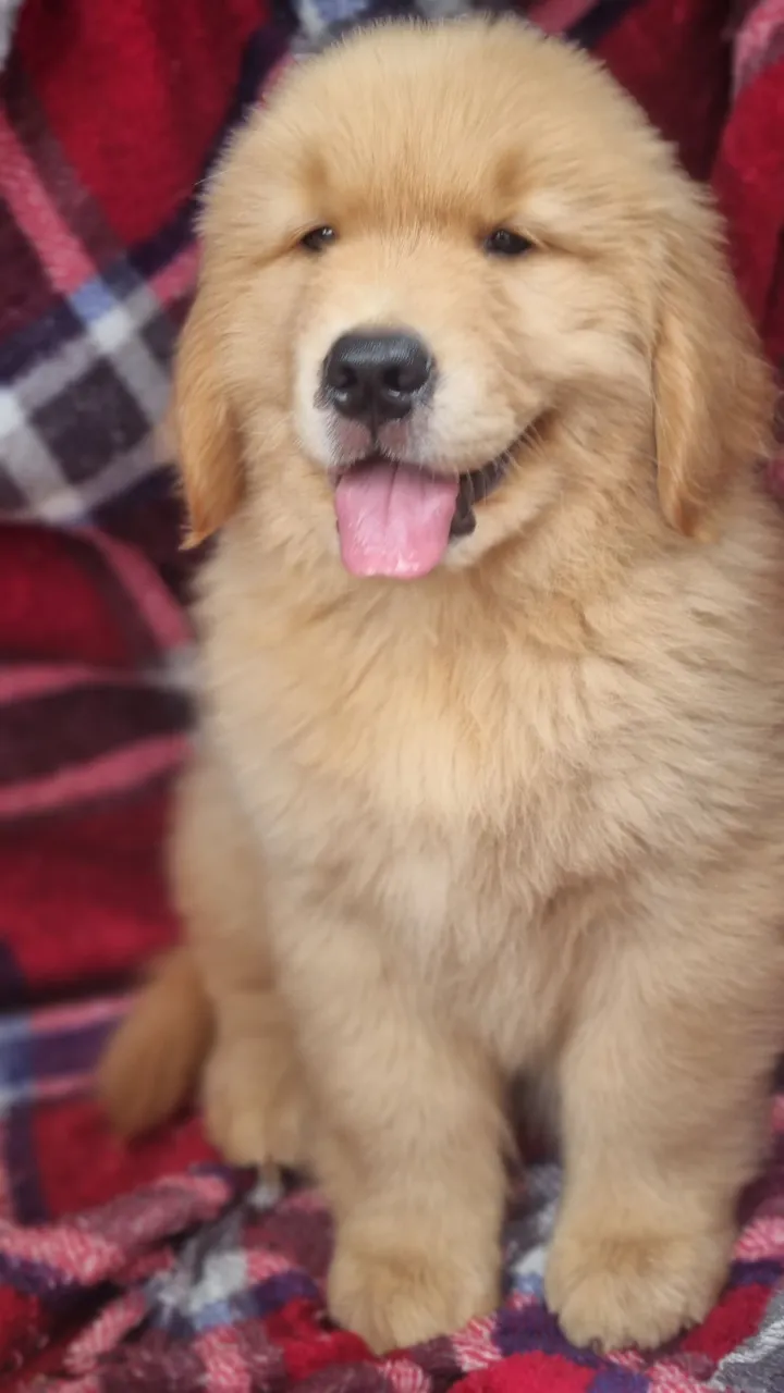 Filhote de Golden Retriever CBKC