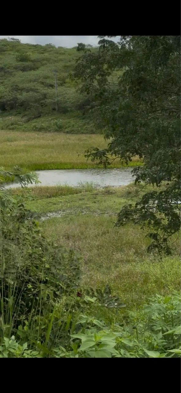 102 ha oportunidade de ter sua fazenda - Foto 5