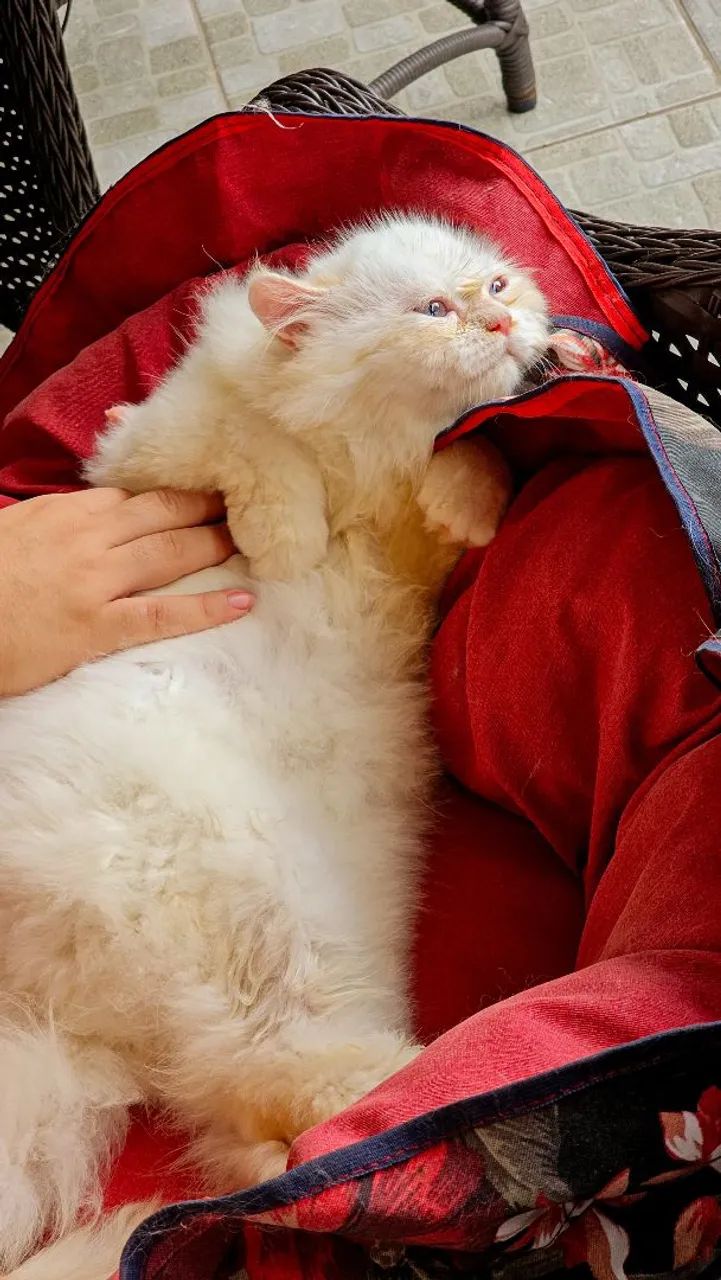 Lindos Filhotes de Gatos Persa - Foto 6