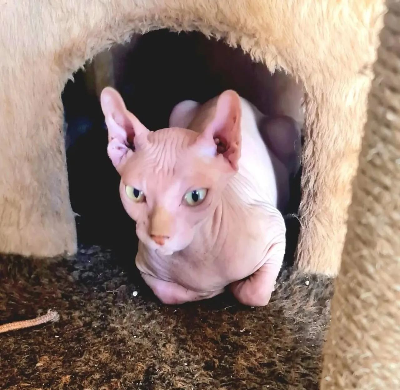 Lindos Filhotes de Gatos Sphinx/ Elf - Foto 3