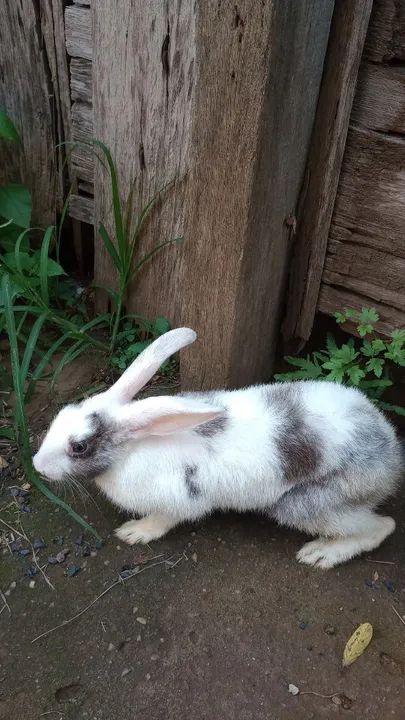 Coelhinho Branco e Cinza - Foto 2