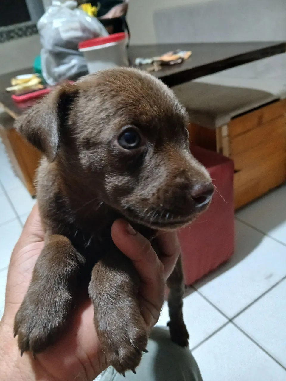 Filhote de cachorro marrom