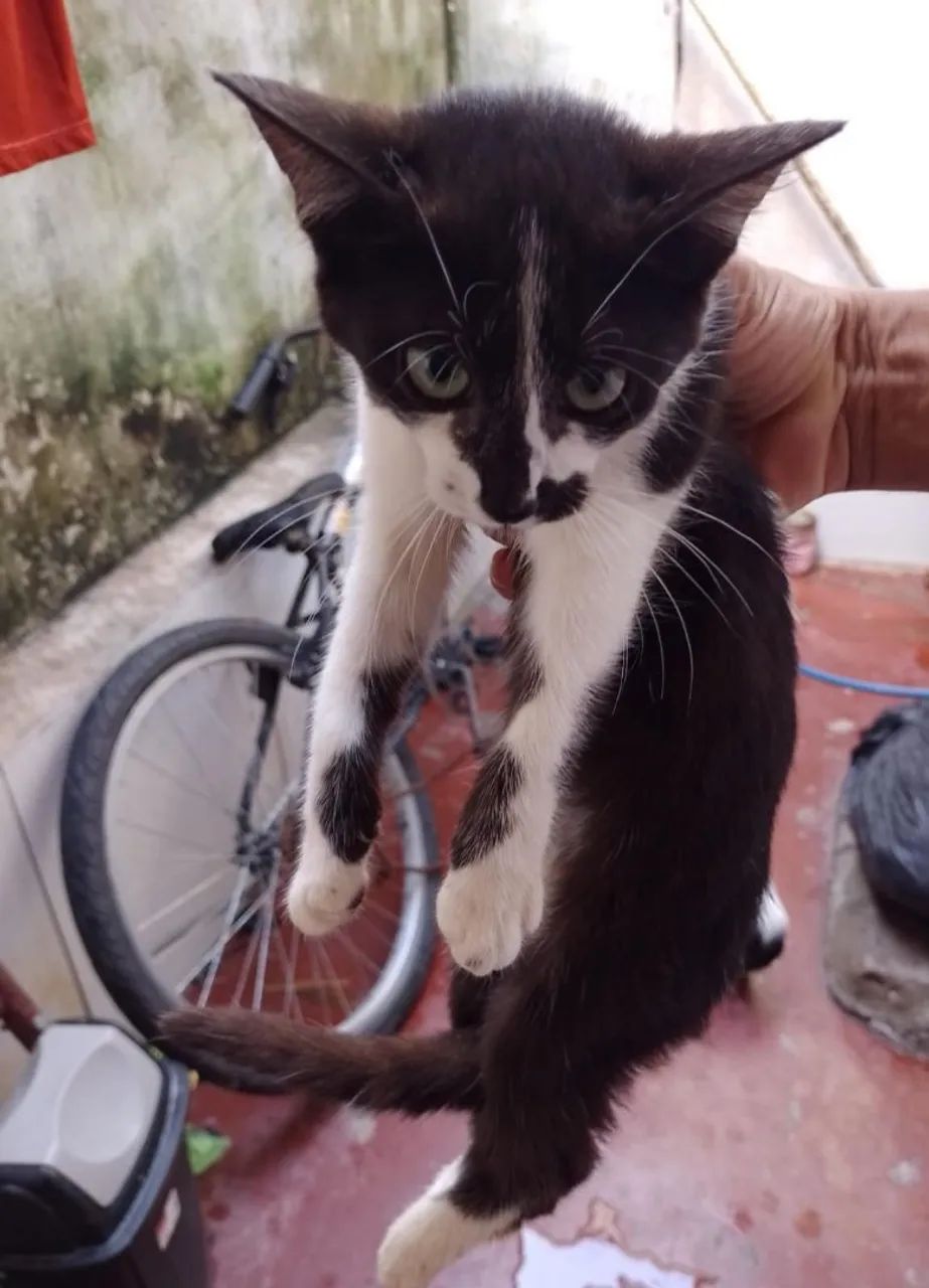 Gatinho Siamês para adoção - Foto 3