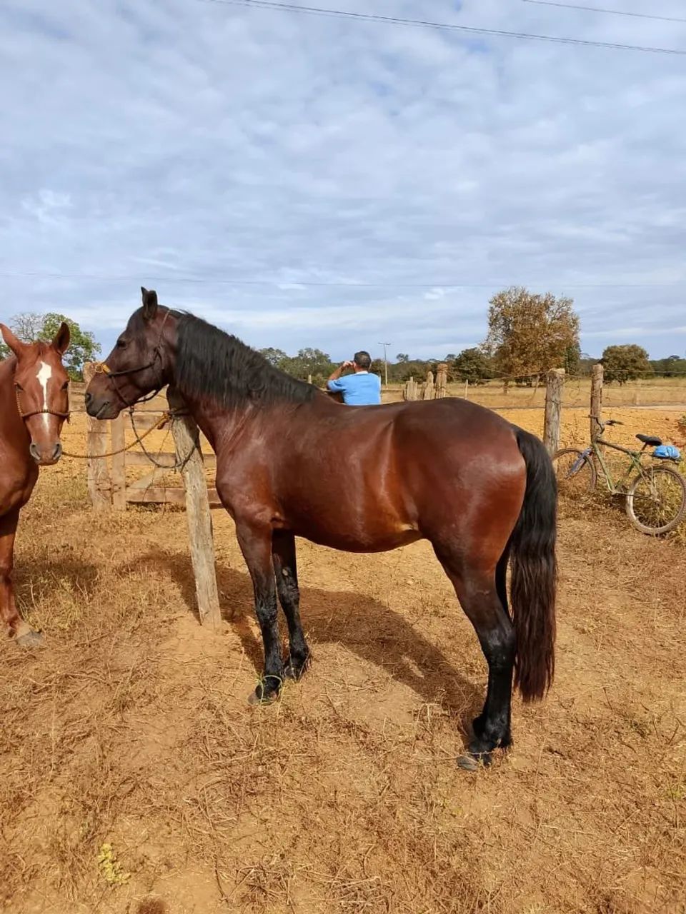 Cavalo avenda - Foto 4