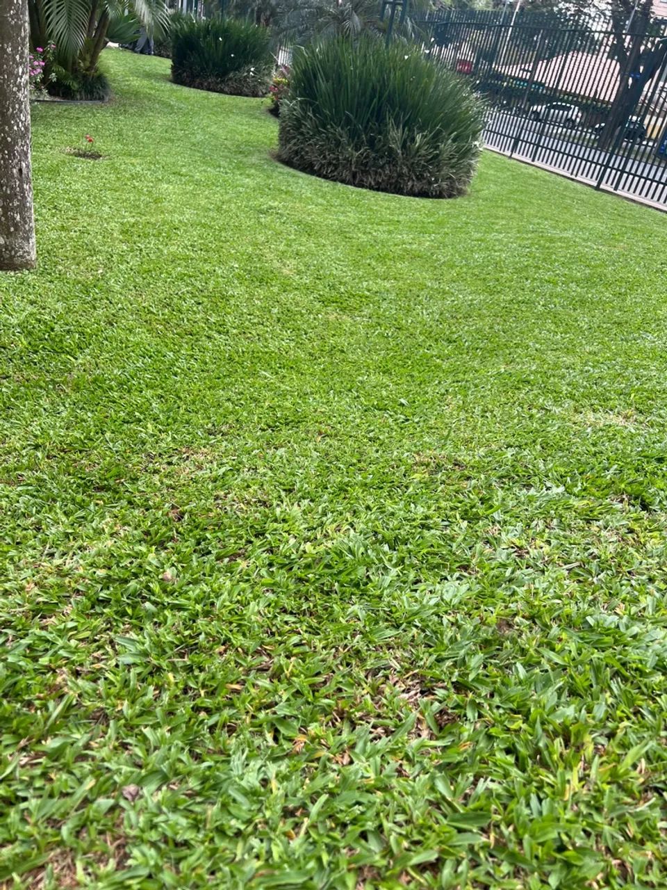 Manutenção de jardim - Foto 3