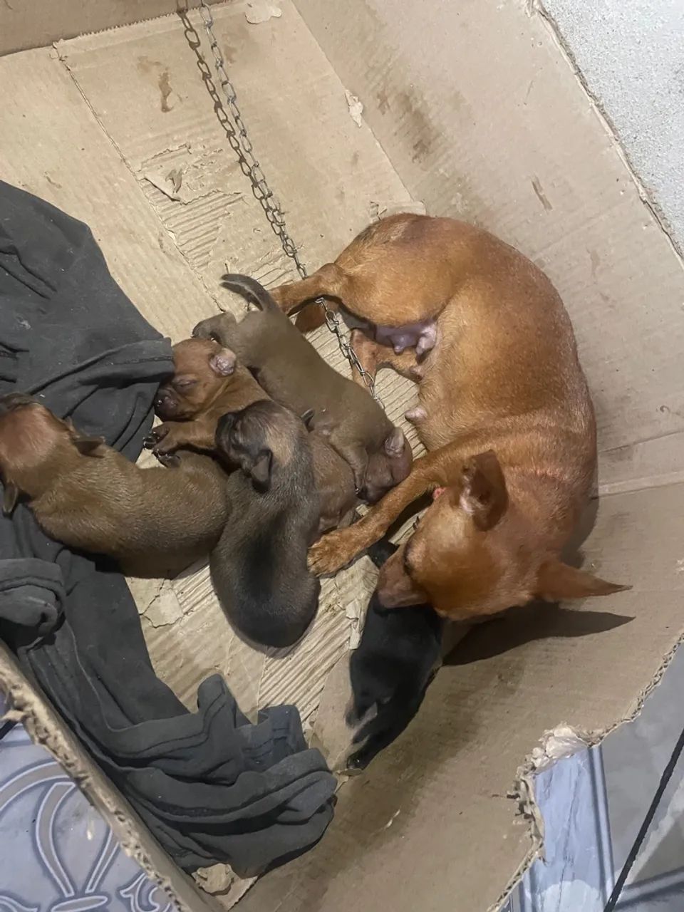 filhotes de Pinscher 