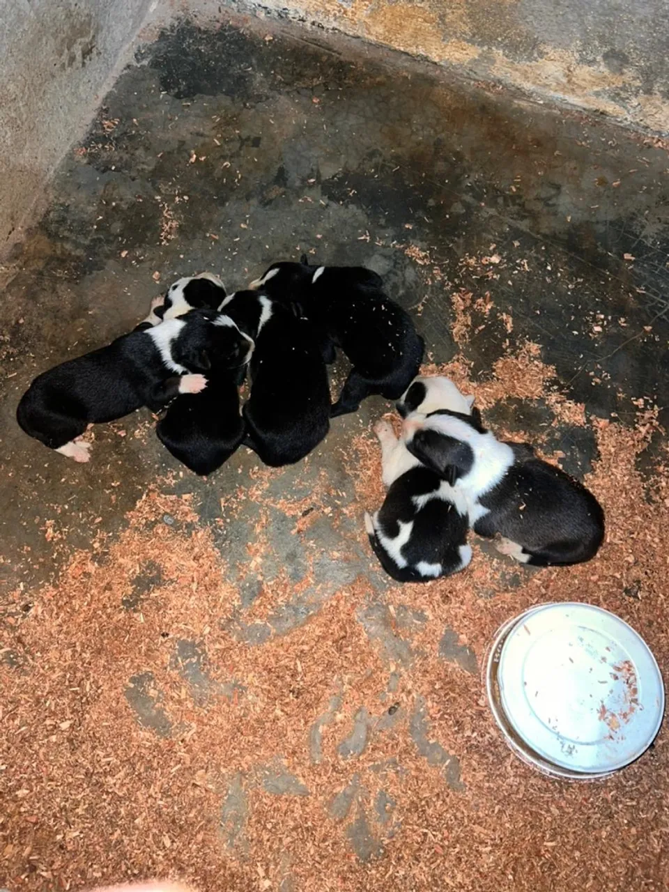 Filhotes de border collie disponíveis