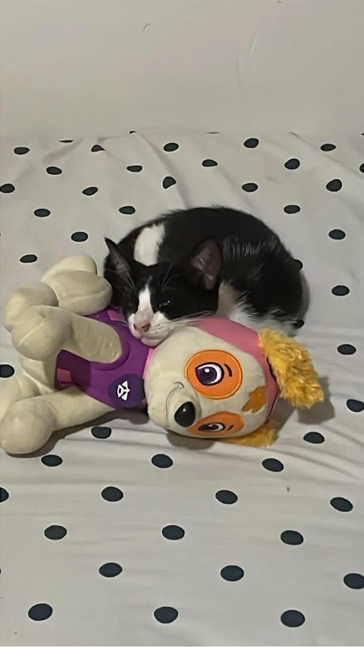 Gata frajola para a adoção  - Foto 4