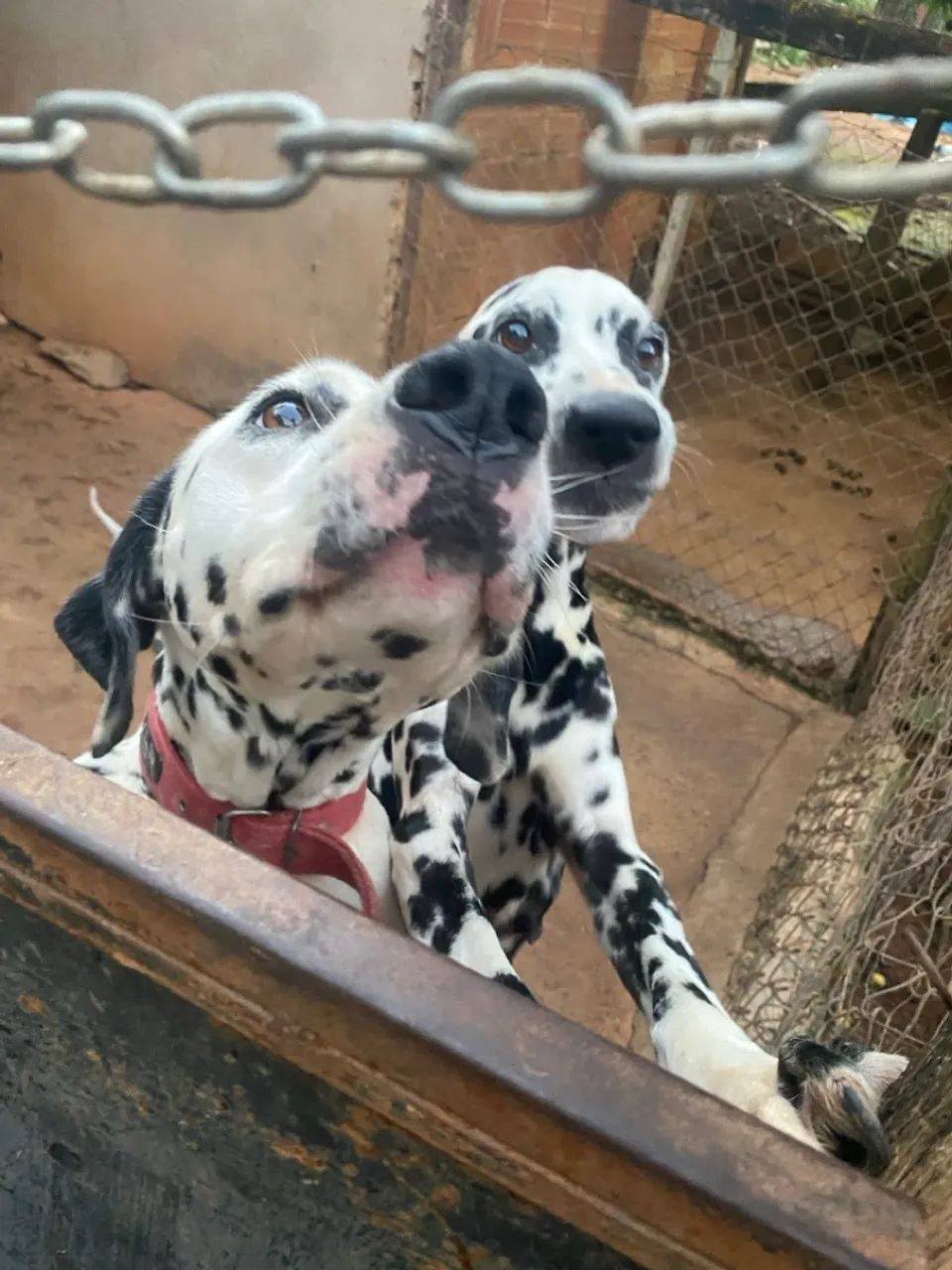 Vendo filhote de dálmatas 45 dias 100% puros  - Foto 3