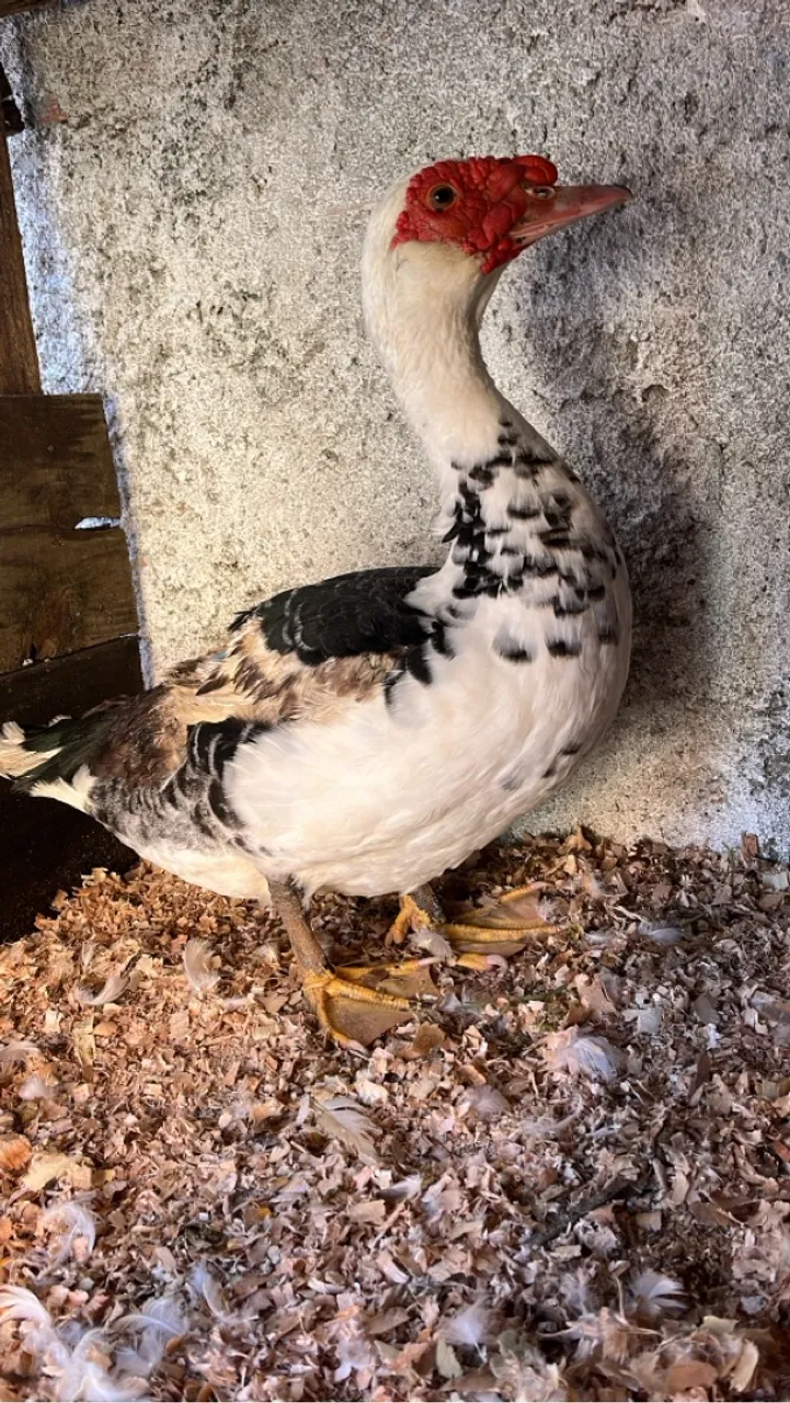 Pato adulto 