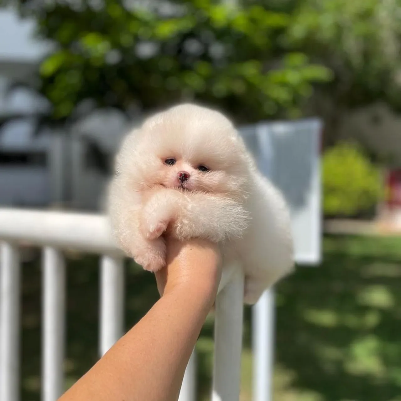 Lulu da Pomerânia Ursinhos Incríveis 