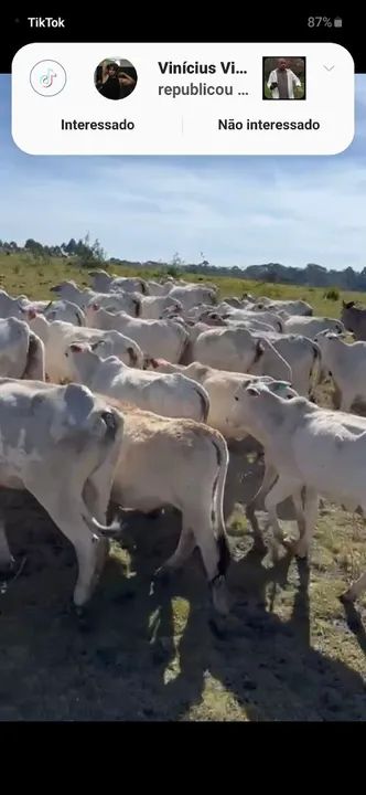 Novilhas Nelore - Foto 4