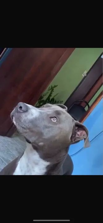 Pitbulls  - Foto 4