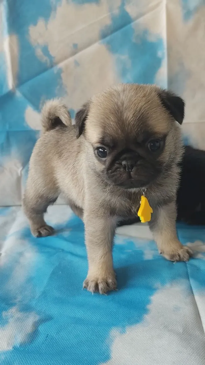 Filhote de Pug venda