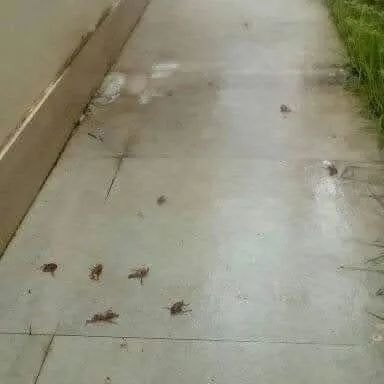 GOMES DEDETIZAÇÃO  - Foto 4