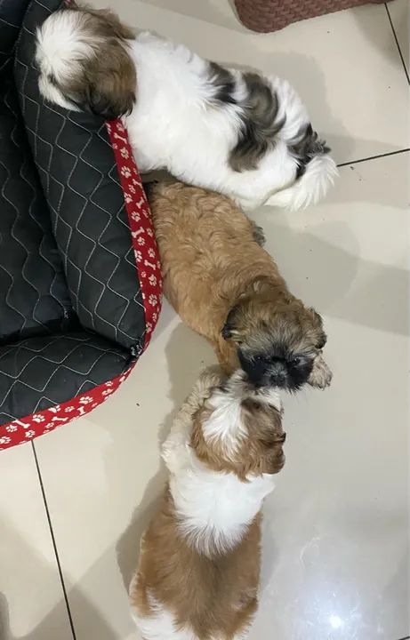 Shih Tzu a venda  - Foto 5