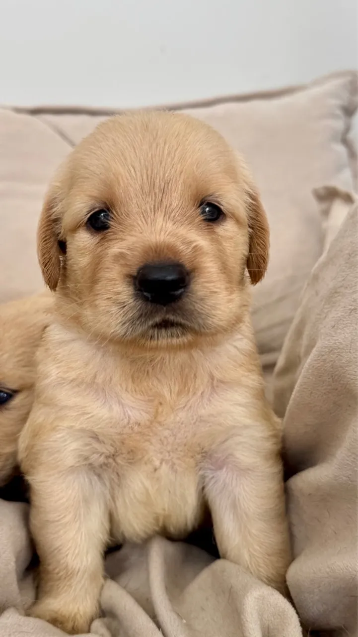 Filhote Golden Retriever puro