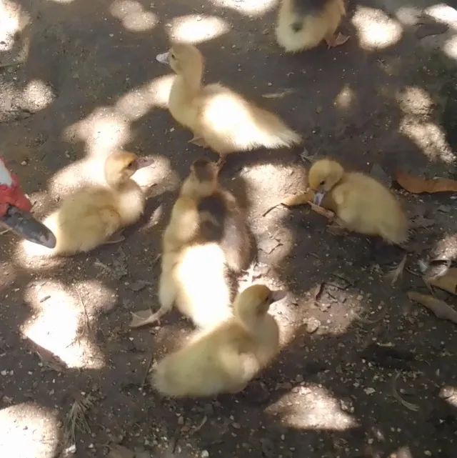 Vende-se casal de patos com patinhos - Foto 4