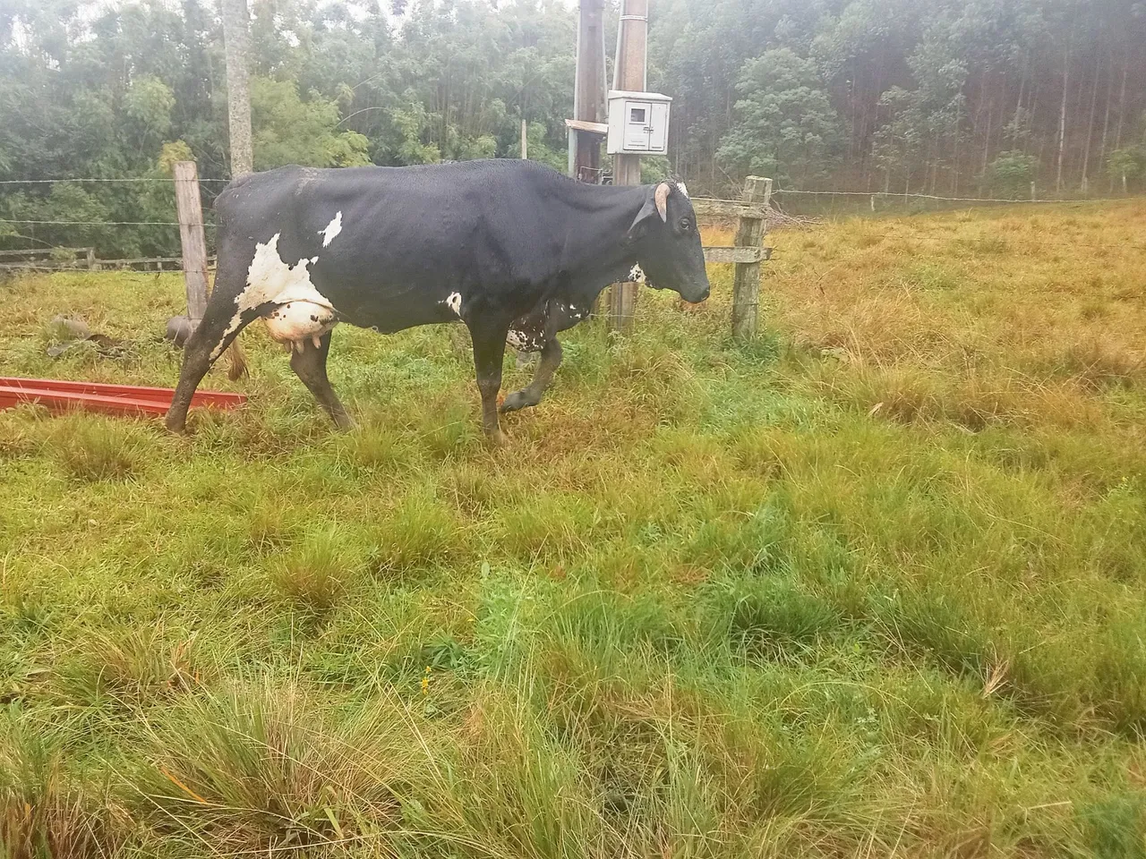 Vaca super mansa de leite