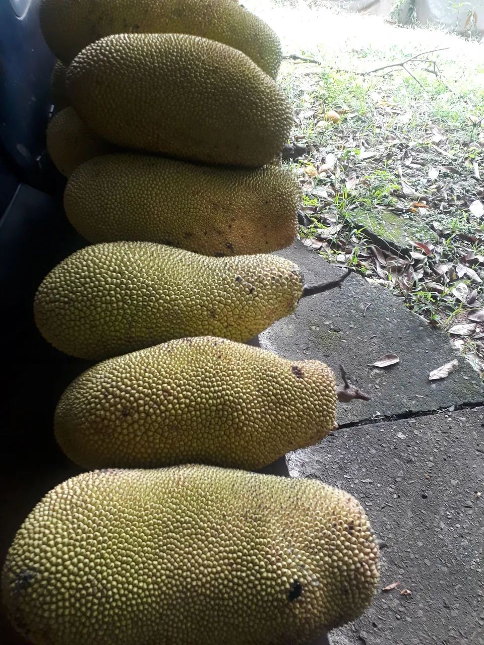 Jacas maduras  - Foto 2