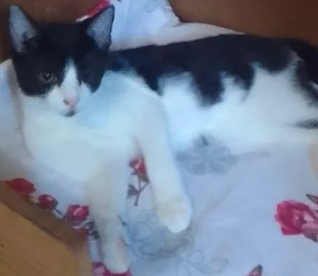 Gatos filhotes irmãos frajola preto e branco 3 meses adoção São Paulo região  - Foto 2