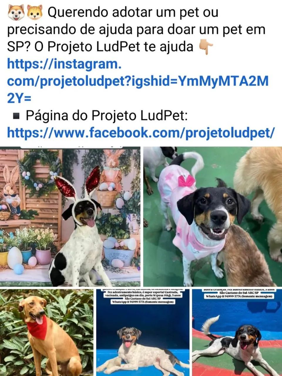Vários cães para adoção responsável  - Foto 4