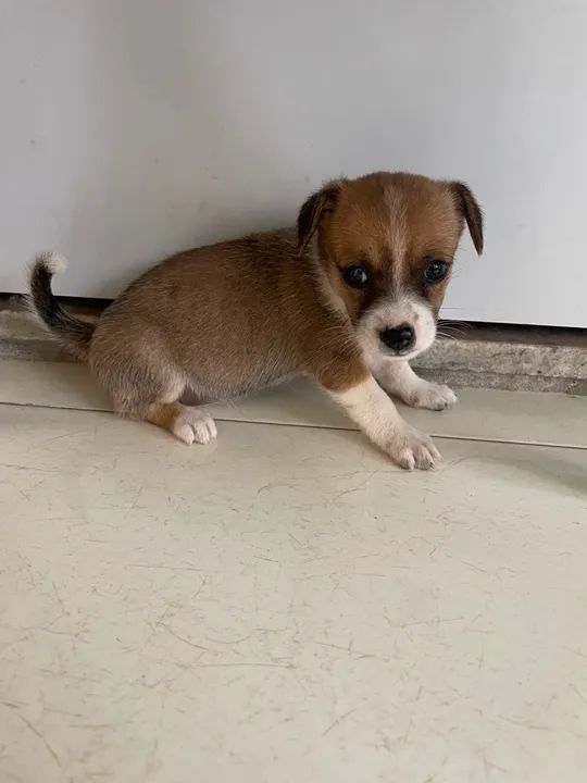 Para adoção responsável  - Foto 2