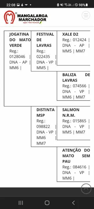 Cavalo Mangalarga Marchador puro registrado  - Foto 4