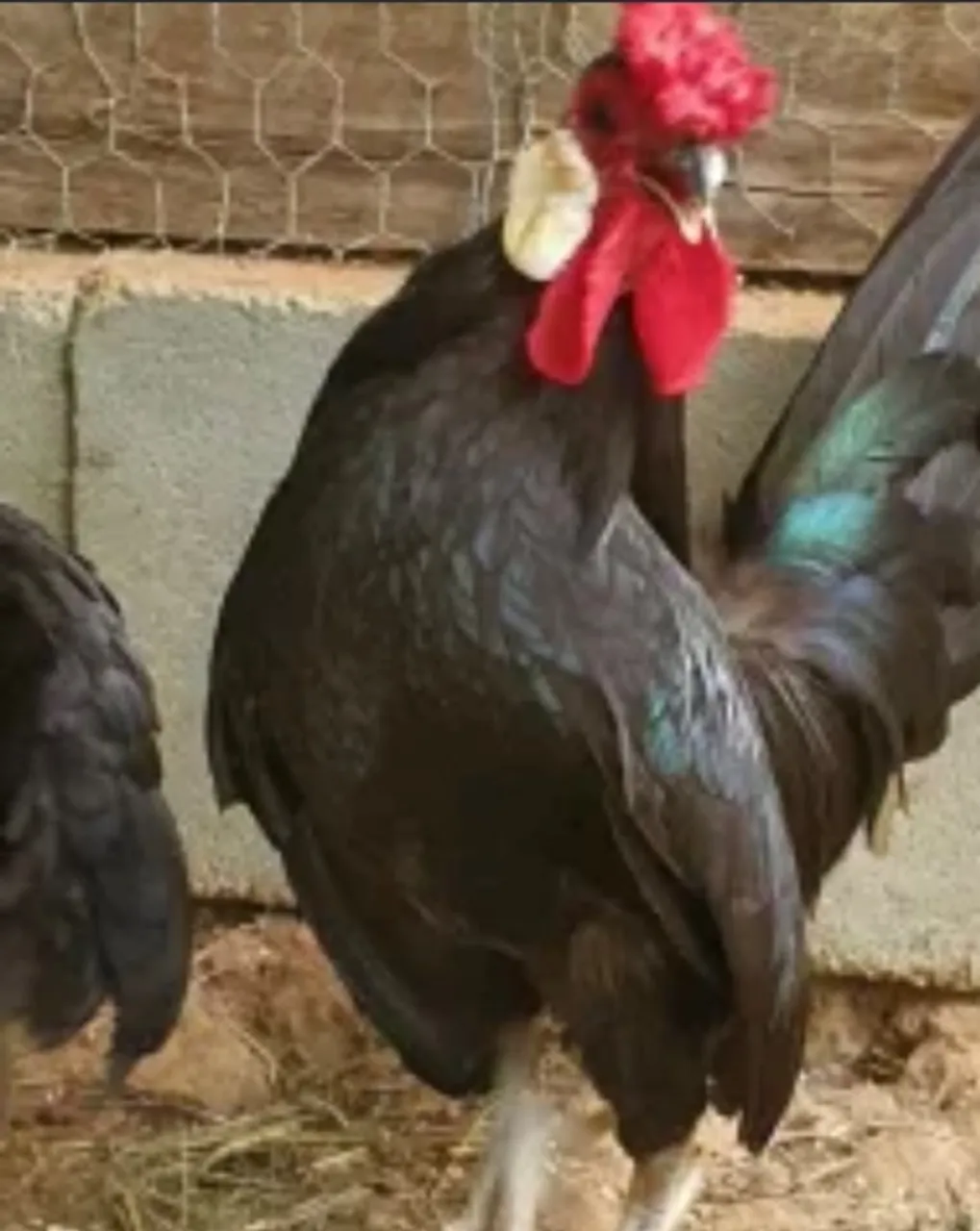 2 galos e 3 galinhas da raça ROSECOMB ( Garnisés Pretos com orelhas branca )