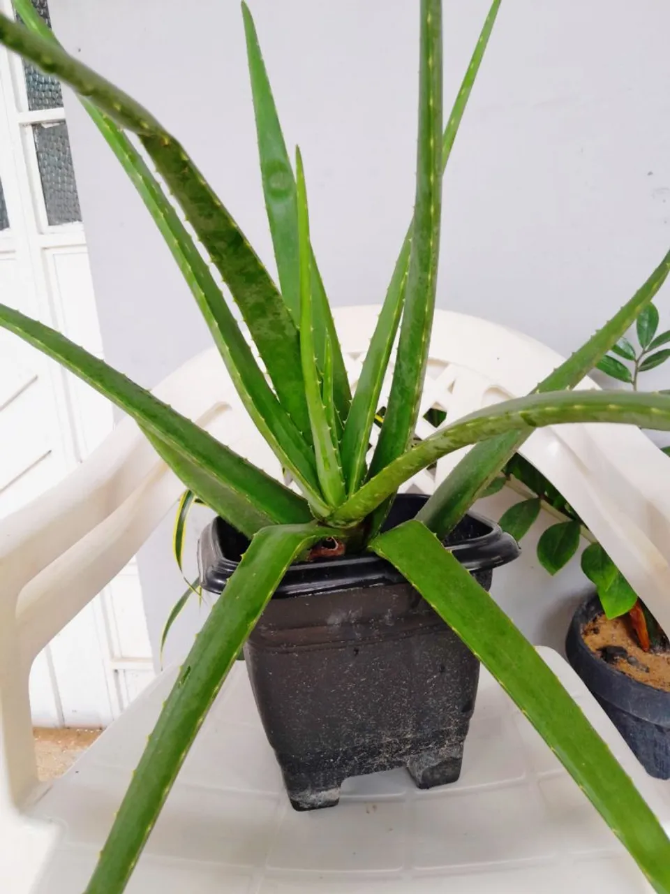 Babosa Planta Medicinal e Decorativa