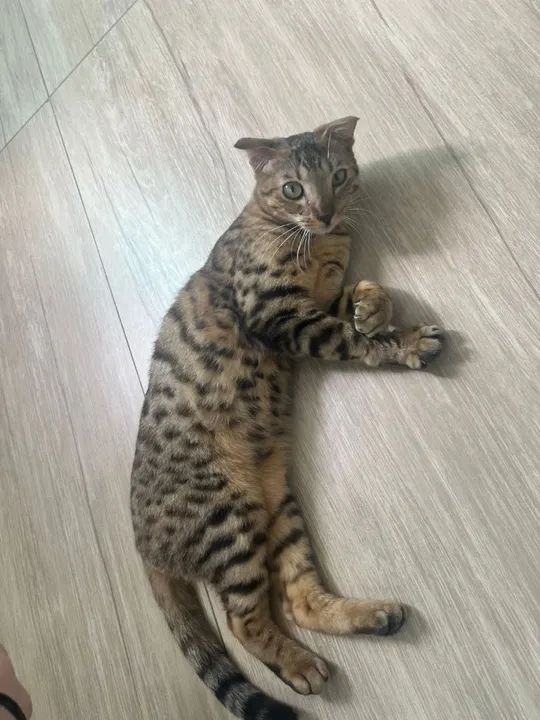 Scottish Fold macho com vacinado e castrado com  exame de fiv e felv  - Foto 2