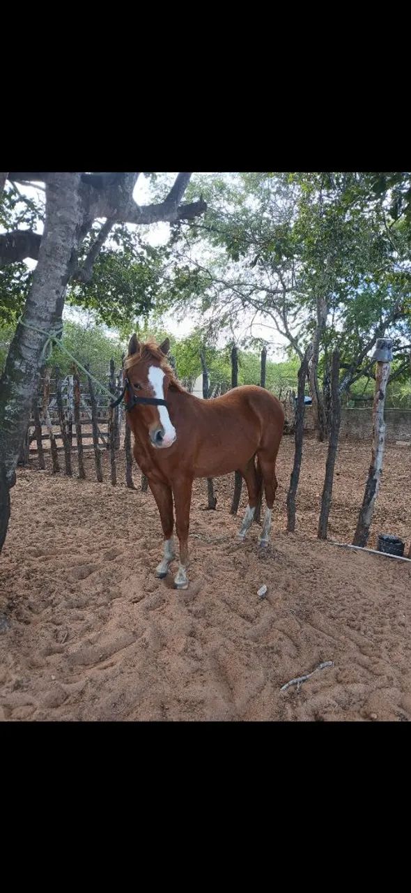 Potro a venda pedida 6.000