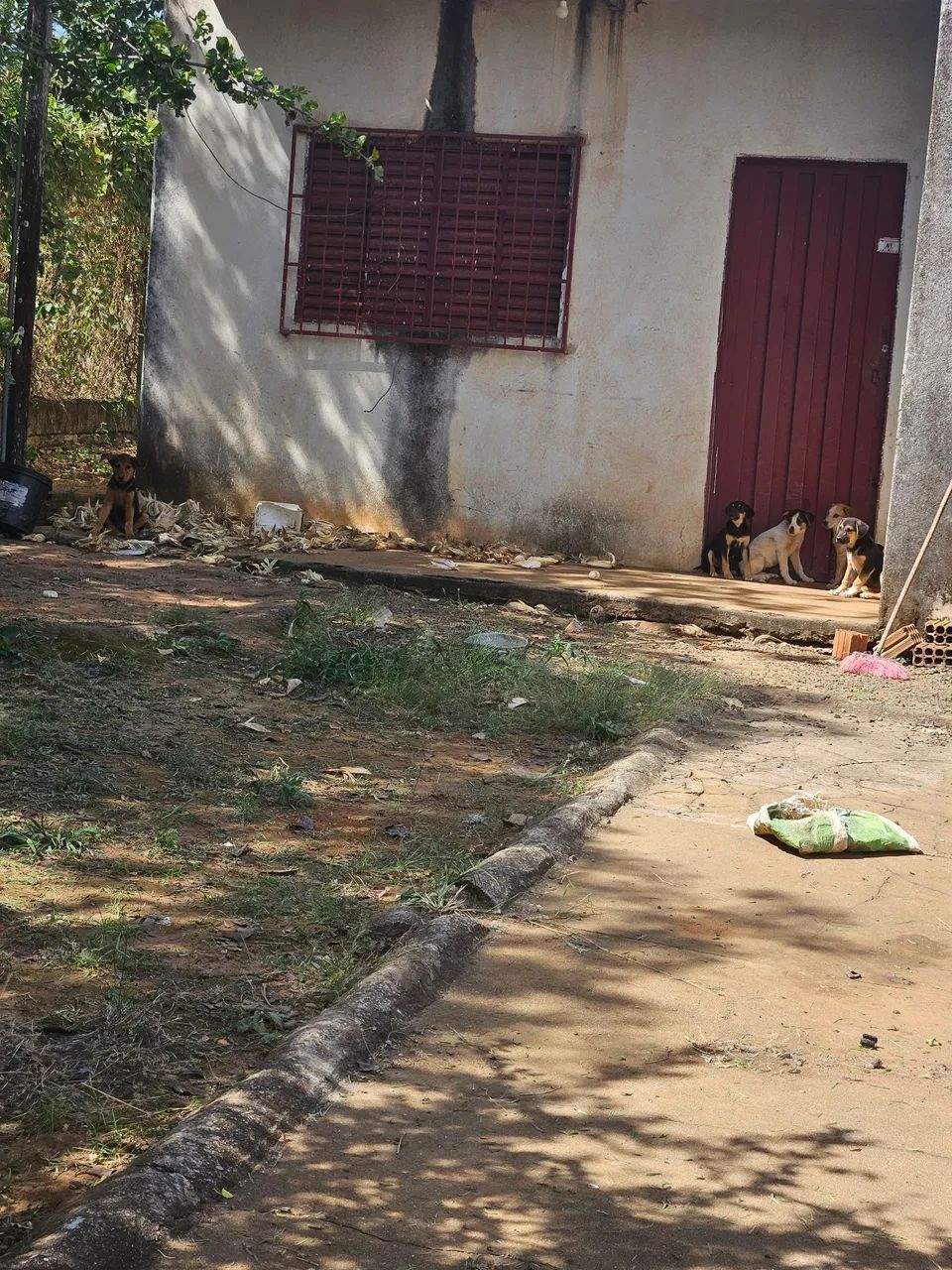  filhotes de cachorro para adoção - Foto 5