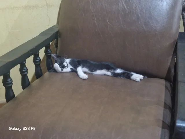 Doação gato