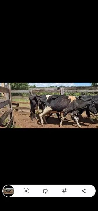 Plantel de gado leiteiro girolando - Foto 3