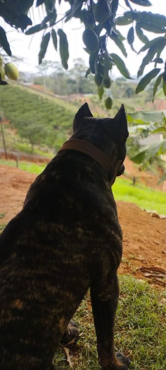 Filhotes de PRESA CANÁRIO! 