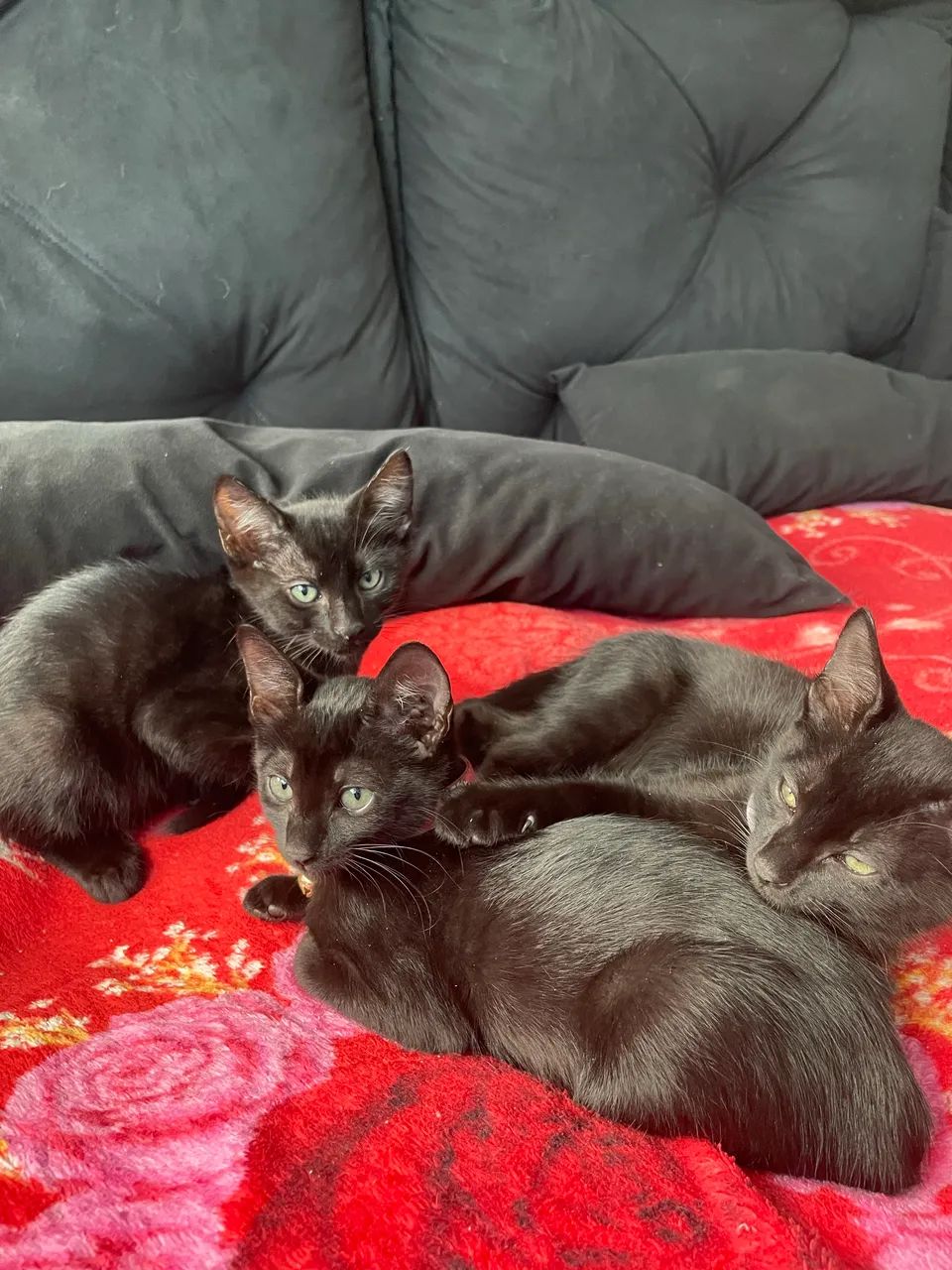 Doação de gatinhos  - Foto 3