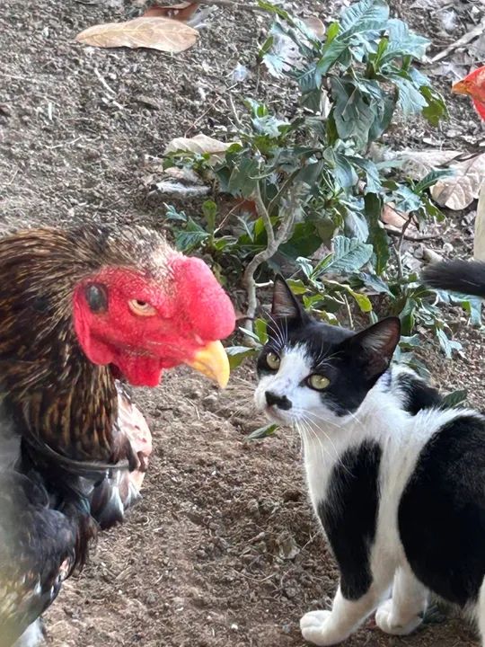 Casal de Índio Gigante - Crista Bola